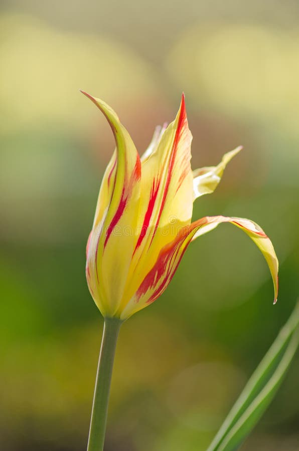 Schöne Tulpenlilie Marilyn stockfotos Schöne Tulpenlilie Marilyn stockfotos
