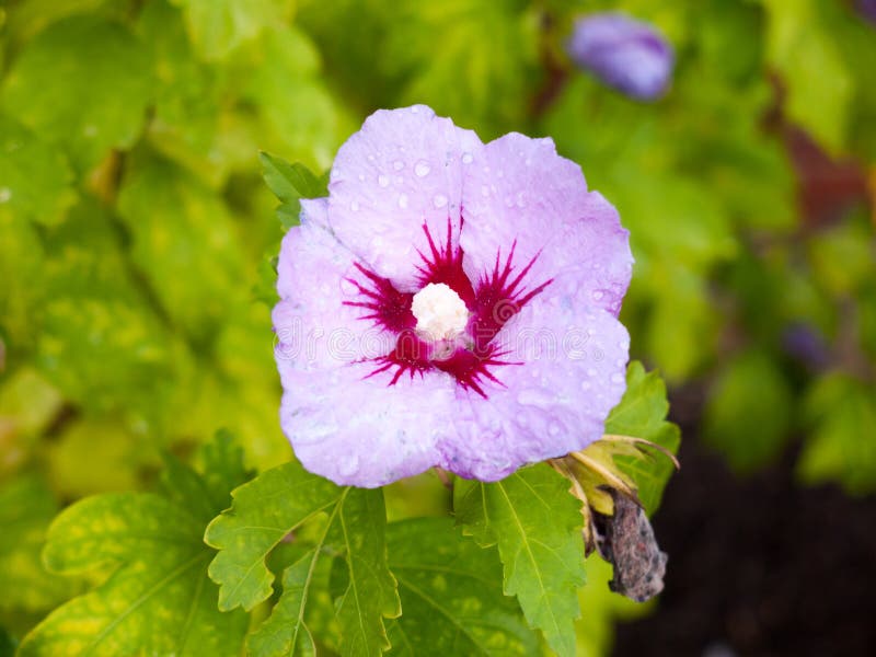 Schöne voll- Ansicht des nassen Regens lässt Hibiscus syriacus ` Blau-Bi fallen stockfotografie Schöne voll- Ansicht des nassen Regens lässt Hibiscus syriacus ` Blau-Bi fallen stockfotografie