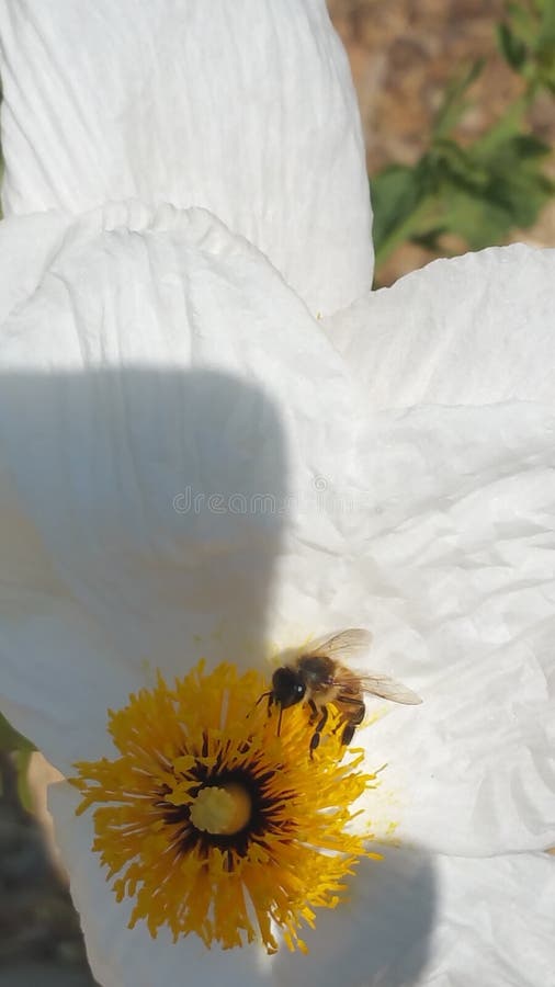 Schöne weiße Blume mit Biene in ihr lizenzfreie stockbilder Schöne weiße Blume mit Biene in ihr lizenzfreie stockbilder