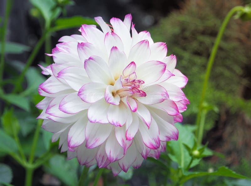 Schöne weiße Dahlia Flower im Garten lizenzfreie stockbilder Schöne weiße Dahlia Flower im Garten lizenzfreie stockbilder