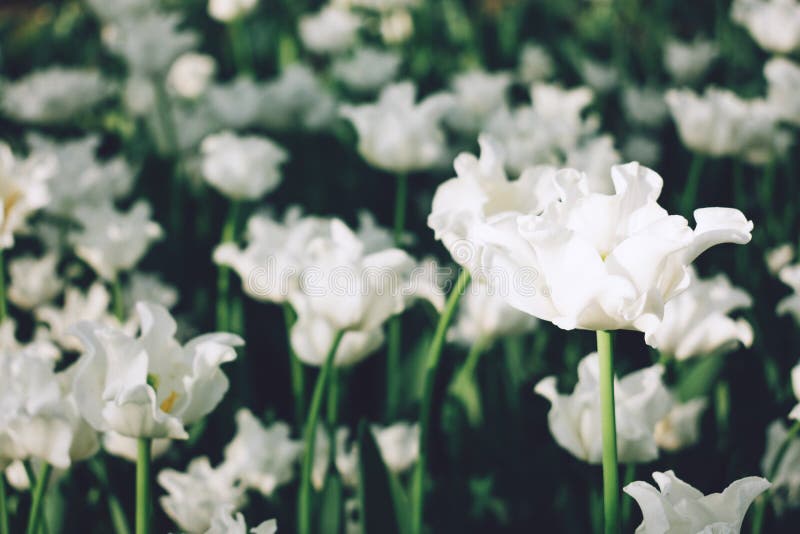 Schöne weiße gelockte gewellte Tulpenblumenbeetnahaufnahme Weißer Garten der Tulpen im Frühjahr, Gruppe Blumenreinweiß mit Sonnen lizenzfreies stockfoto Schöne weiße gelockte gewellte Tulpenblumenbeetnahaufnahme Weißer Garten der Tulpen im Frühjahr, Gruppe Blumenreinweiß mit Sonnen lizenzfreies stockfoto