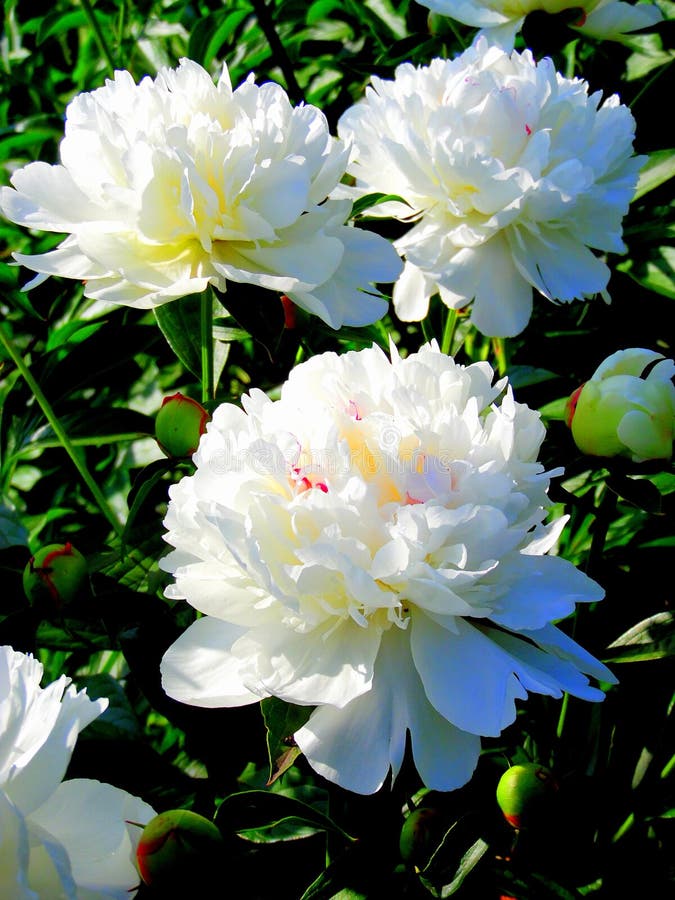 Schöne weiße Pfingstrosen stockfoto. Bild von schönheit 68555632