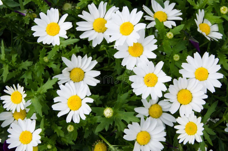 Schöne weiße und gelbe Gänseblümchen blüht bei Sydney Centennial Park lizenzfreie stockbilder Schöne weiße und gelbe Gänseblümchen blüht bei Sydney Centennial Park lizenzfreie stockbilder