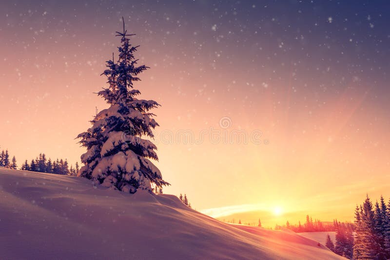 Schöne Winterlandschaft in den Bergen Ansicht von schneebedeckten Nadelbaumbäumen und -schneeflocken bei Sonnenaufgang Frohe Weih