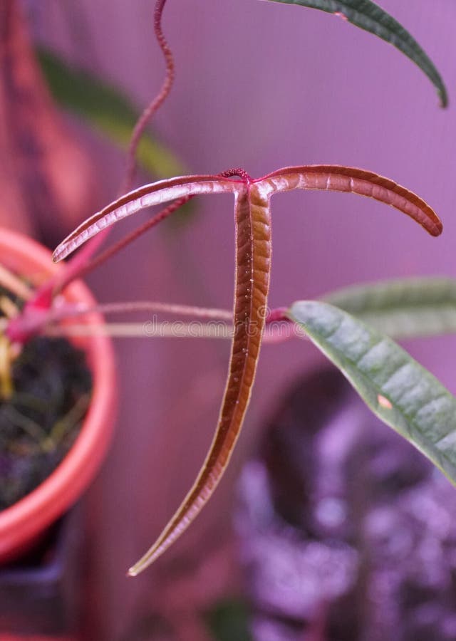 Schöne winzige Blätter der Anthurium-Kultur lizenzfreies stockfoto