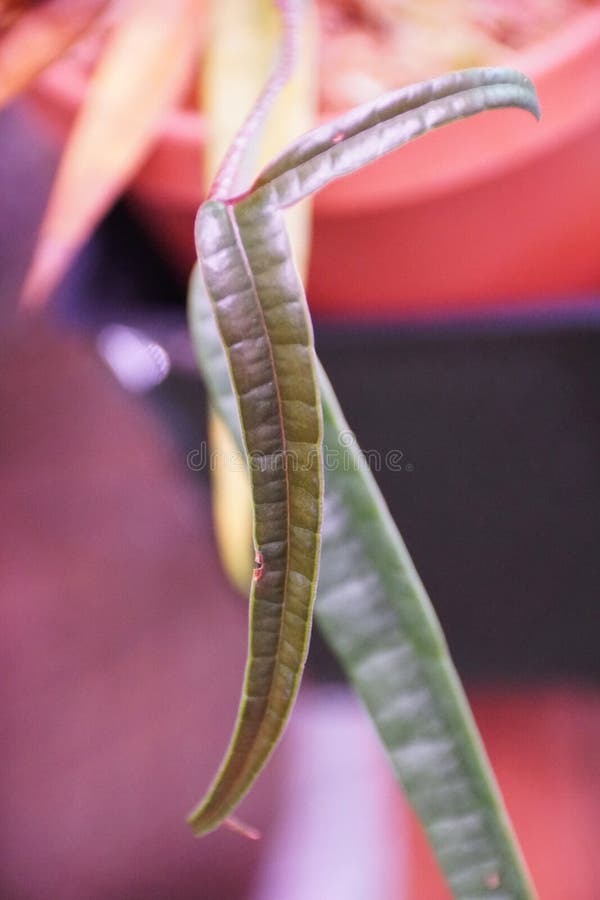 Schöne winzige Blätter der Anthurium-Kultur lizenzfreies stockfoto