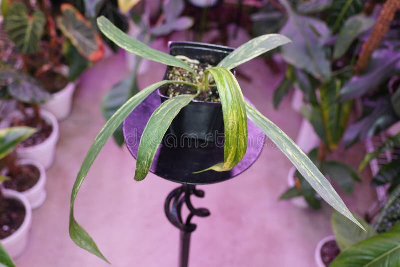 Schöne winzige Blätter von Anthurium vittarifolium varieguliert lizenzfreies stockbild