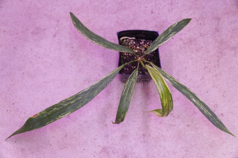 Schöne winzige Blätter von Anthurium vittarifolium varieguliert stockbilder