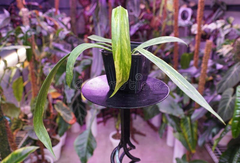 Schöne winzige Blätter von Anthurium vittarifolium variiert eine seltene Hauspflanze lizenzfreies stockbild