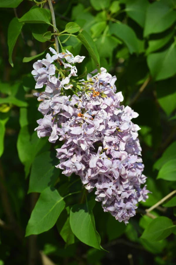 Schöner Abschluss herauf Foto von lila Blumen lizenzfreies stockbild Schöner Abschluss herauf Foto von lila Blumen lizenzfreies stockbild