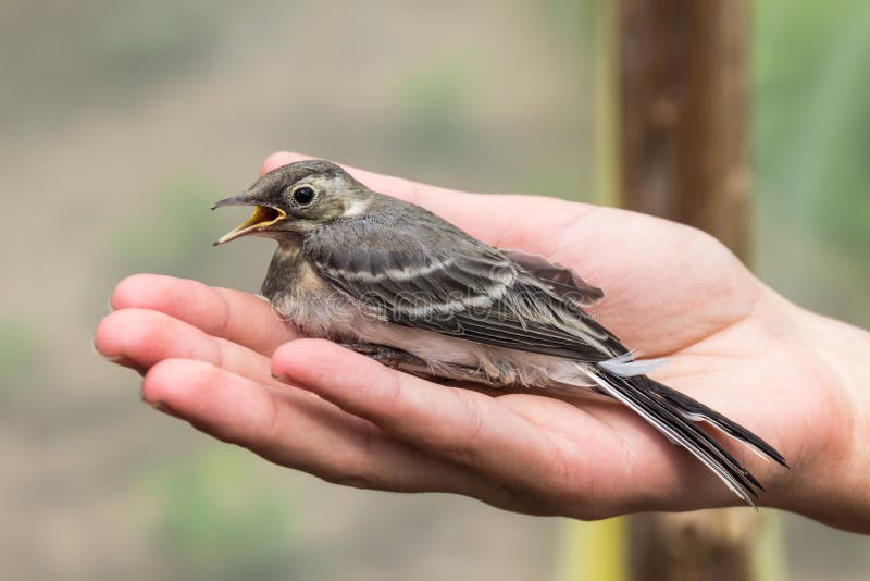 Schöner Baumpiepervogel mit dem offenen Schnabel in Frau ` s Hand lizenzfreie stockfotografie Schöner Baumpiepervogel mit dem offenen Schnabel in Frau ` s Hand lizenzfreie stockfotografie