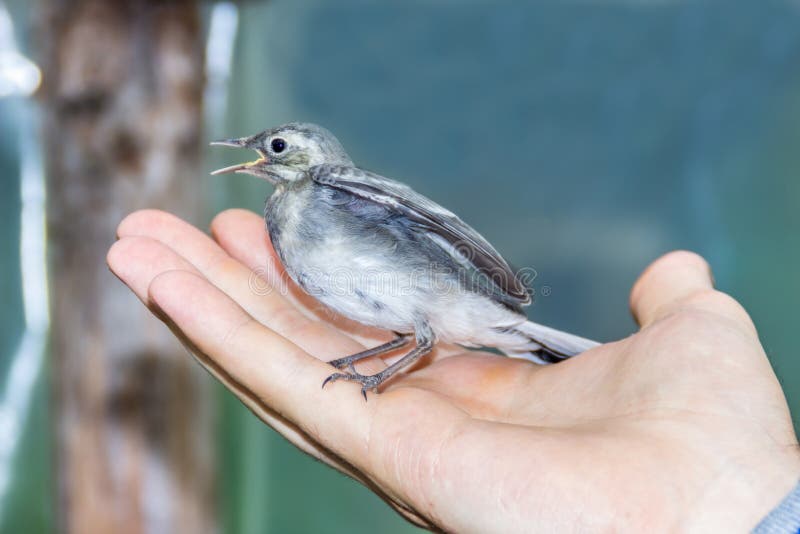 Schöner Baumpiepervogel mit dem offenen Schnabel in Mann ` s Hand lizenzfreies stockbild Schöner Baumpiepervogel mit dem offenen Schnabel in Mann ` s Hand lizenzfreies stockbild
