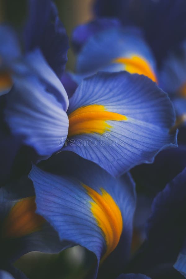 Schöner blauer Irisblumenabschluß Makroschuß flacher dof lizenzfreies stockfoto