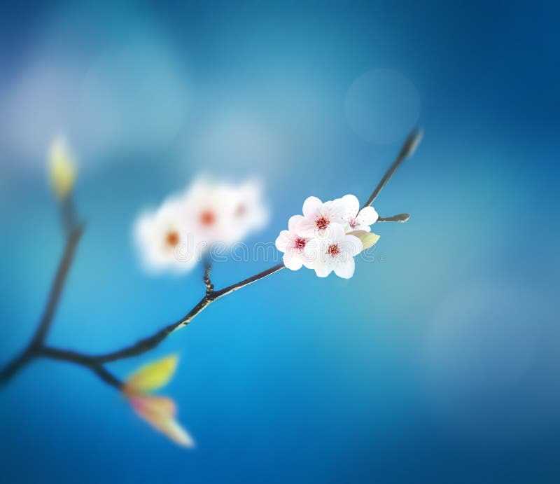Schöner Blumenfrühlingszusammenfassungshintergrund der Natur Niederlassung des Blühens auf Hintergrund des blauen Himmels stockfotografie Schöner Blumenfrühlingszusammenfassungshintergrund der Natur Niederlassung des Blühens auf Hintergrund des blauen Himmels stockfotografie