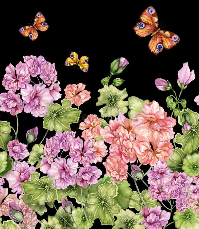 Schöner Blumenhintergrund mit Pelargonienblumen und -schmetterlingen auf schwarzem Hintergrund Nahtloses botanisches Muster, Gren lizenzfreie abbildung Schöner Blumenhintergrund mit Pelargonienblumen und -schmetterlingen auf schwarzem Hintergrund Nahtloses botanisches Muster, Gren lizenzfreie abbildung