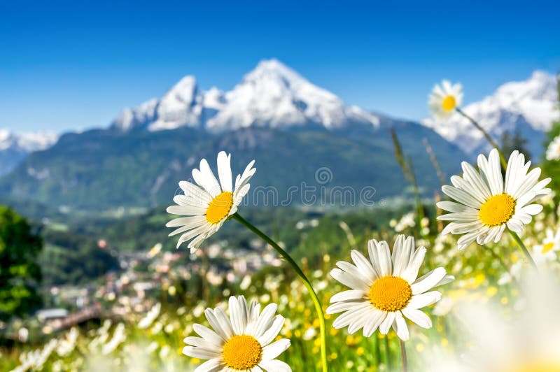 Schöner blühender Berg blüht in den snowcapped Alpen im Frühjahr stockfotos Schöner blühender Berg blüht in den snowcapped Alpen im Frühjahr stockfotos