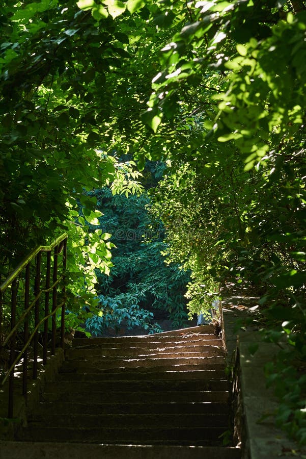 Schöner Bogen von der Vegetation über der Treppe an einem sonnigen Tag des Sommers stockbild Schöner Bogen von der Vegetation über der Treppe an einem sonnigen Tag des Sommers stockbild