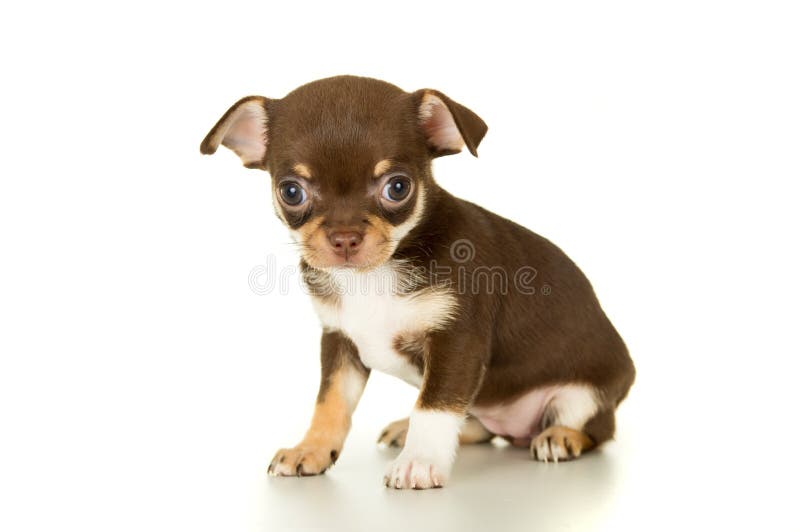 Schöner brauner Chihuahuawelpe stockbild Schöner brauner Chihuahuawelpe stockbild
