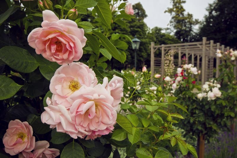Schöner Busch von rosa Rosen im Garten in Baden, Österreich Blühendes Rosenbeet lizenzfreies stockfoto Schöner Busch von rosa Rosen im Garten in Baden, Österreich Blühendes Rosenbeet lizenzfreies stockfoto