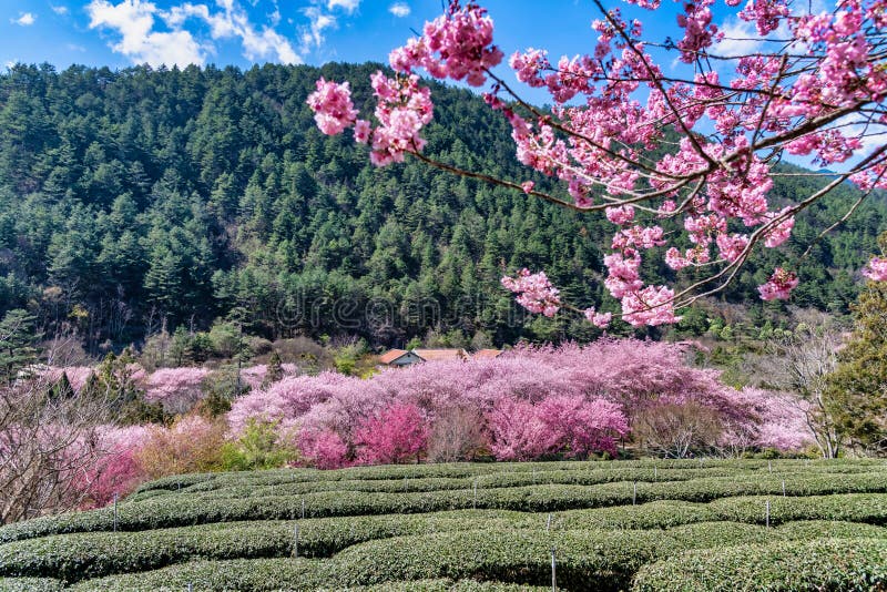 Schöner Cherry Blossoms in Wulings-Bauernhof Taiwan stockfotos Schöner Cherry Blossoms in Wulings-Bauernhof Taiwan stockfotos