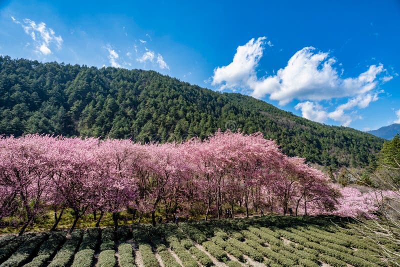 Schöner Cherry Blossoms in Wulings-Bauernhof Taiwan lizenzfreie stockfotos Schöner Cherry Blossoms in Wulings-Bauernhof Taiwan lizenzfreie stockfotos