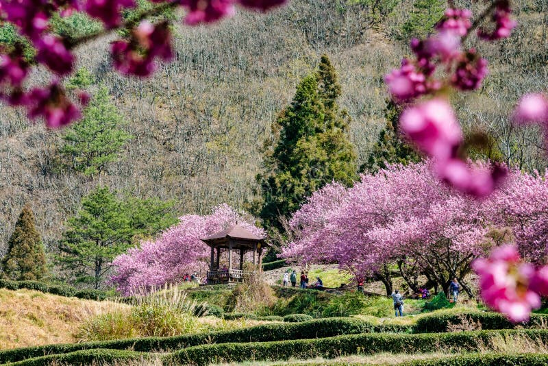 Schöner Cherry Blossoms in Wulings-Bauernhof Taiwan stockfotografie Schöner Cherry Blossoms in Wulings-Bauernhof Taiwan stockfotografie