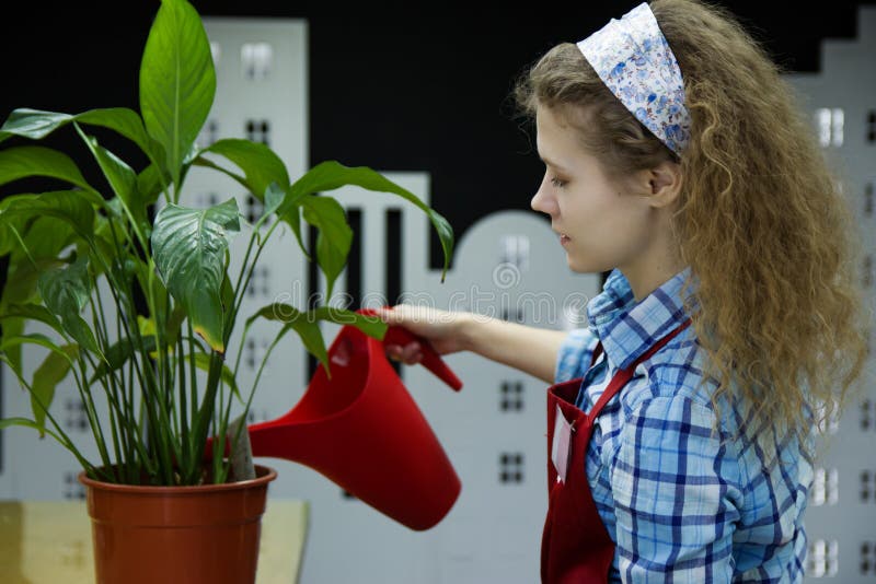 Schöner Florist der jungen Frau wässern die Anlage im Blumenladen lizenzfreies stockbild Schöner Florist der jungen Frau wässern die Anlage im Blumenladen lizenzfreies stockbild