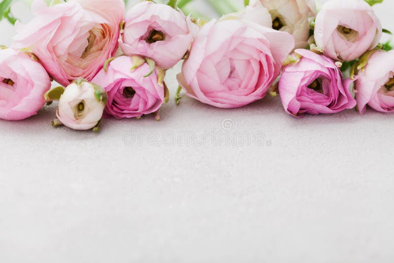 Schöner Frühling Ranunculus blüht auf grauer Steintabelle Rosafarbener Blumenrand Gebrauch als Musterfülle, Hintergrund Grußkarte lizenzfreie stockfotografie