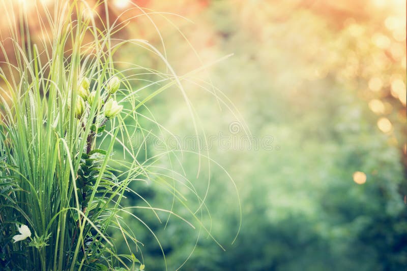 Schöner Garten mit Pampasgras und grüner Lilie am Naturhintergrund mit Sonnenlicht und bokeh stockbilder Schöner Garten mit Pampasgras und grüner Lilie am Naturhintergrund mit Sonnenlicht und bokeh stockbilder