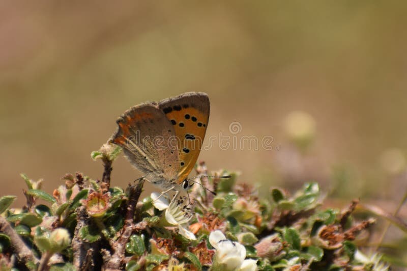 Schöner gemeiner kupferner Lycaena phlaeas Schmetterling lizenzfreie stockfotografie Schöner gemeiner kupferner Lycaena phlaeas Schmetterling lizenzfreie stockfotografie