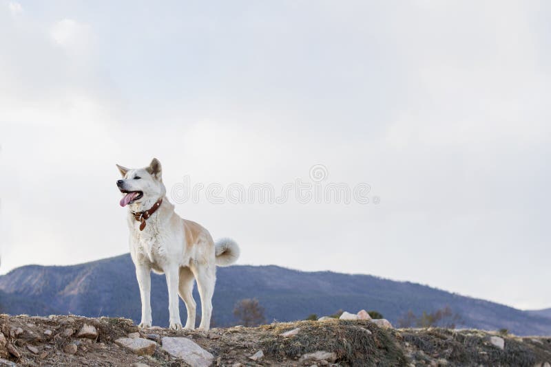 Schöner glücklicher Hundjapaner Akita Inu mit der Zunge heraus auf einem Gebirgshintergrund im Frühjahr auf dem Ufer vom Baikalse stockfoto Schöner glücklicher Hundjapaner Akita Inu mit der Zunge heraus auf einem Gebirgshintergrund im Frühjahr auf dem Ufer vom Baikalse stockfoto