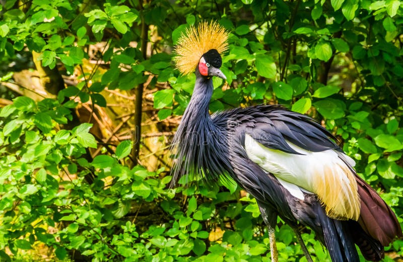 Sch?ner grauer gekr?nter Kran in der Nahaufnahme, tropischer Vogel Specie von Afrika, gef?hrdete Tierarten lizenzfreie stockfotos Sch?ner grauer gekr?nter Kran in der Nahaufnahme, tropischer Vogel Specie von Afrika, gef?hrdete Tierarten lizenzfreie stockfotos