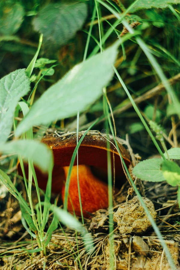 Schöner großer Pilz auf Hintergrund des sonnigen Grases im Sommer wo lizenzfreie stockfotos Schöner großer Pilz auf Hintergrund des sonnigen Grases im Sommer wo lizenzfreie stockfotos