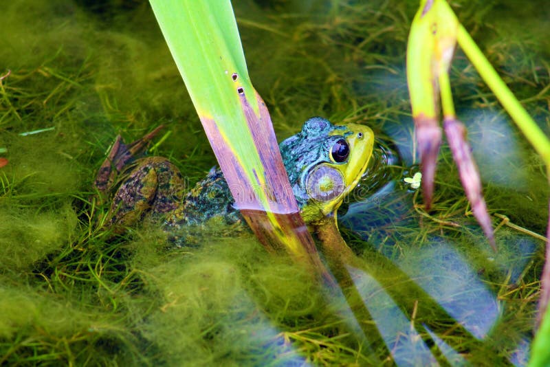 Schöner grüner Frosch lizenzfreie stockfotos Schöner grüner Frosch lizenzfreie stockfotos