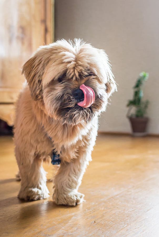 Schöner havanese Hund stockbilder Schöner havanese Hund stockbilder