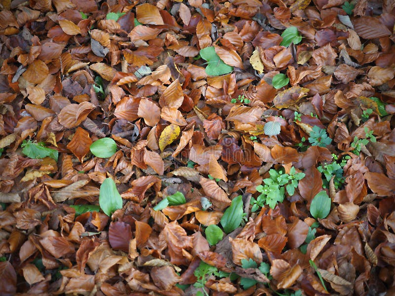 Schöner Herbst, bunte Blätter fallen auf den Boden und interessante Farben, harmonisch abgestimmt, Nachtszenen, romantische Plätz stockbild Schöner Herbst, bunte Blätter fallen auf den Boden und interessante Farben, harmonisch abgestimmt, Nachtszenen, romantische Plätz stockbild