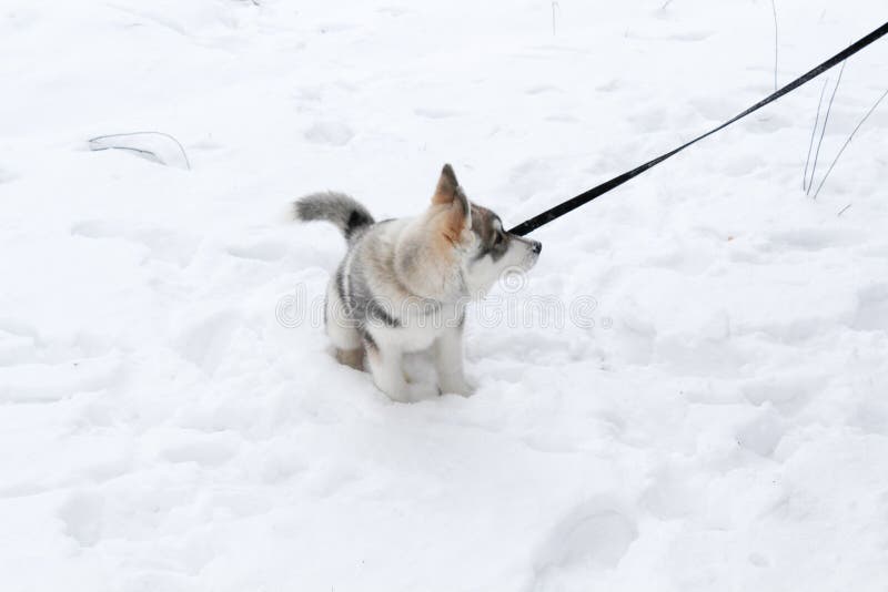 Schöner Hund des Schlittenhunds sehr lizenzfreies stockbild Schöner Hund des Schlittenhunds sehr lizenzfreies stockbild