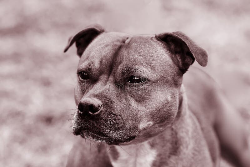Schöner Hund von Staffordshire-Bullterrierzucht, schließen herauf Porträt im einfarbigen getonten, klugen Blick stockfotos Schöner Hund von Staffordshire-Bullterrierzucht, schließen herauf Porträt im einfarbigen getonten, klugen Blick stockfotos