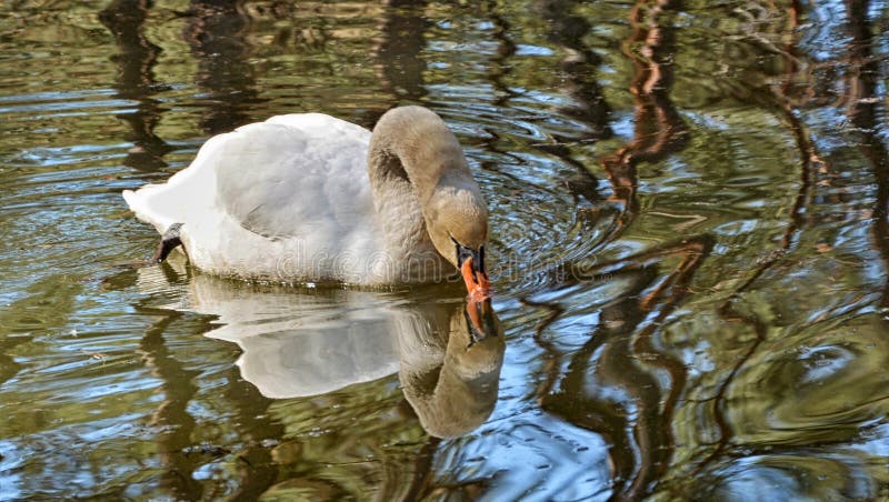 Schöner Höckerschwan auf See trinkt ein Wasser lizenzfreie stockfotografie Schöner Höckerschwan auf See trinkt ein Wasser lizenzfreie stockfotografie