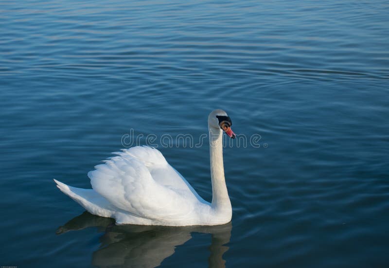 Schöner Höckerschwan, Höckerschwan, Schwimmen im blauen Wasser von einem See lizenzfreie stockbilder Schöner Höckerschwan, Höckerschwan, Schwimmen im blauen Wasser von einem See lizenzfreie stockbilder
