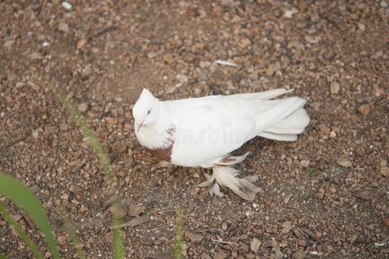 Schöner junger Haustaubevogel auf Grasland stockbilder Schöner junger Haustaubevogel auf Grasland stockbilder