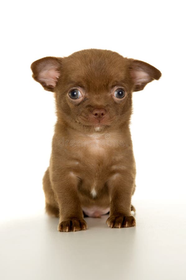 Schöner kleiner brauner Chihuahuawelpe stockfotos Schöner kleiner brauner Chihuahuawelpe stockfotos