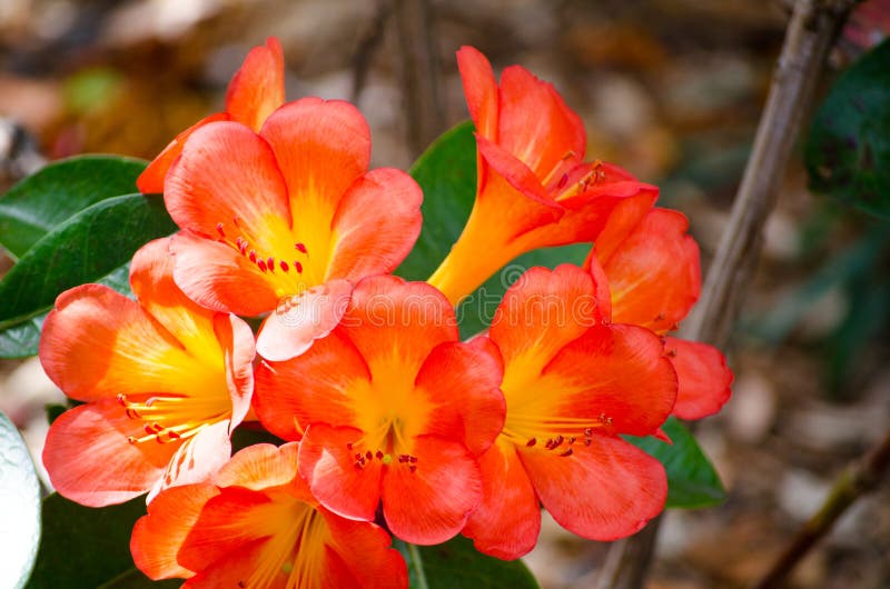 Orange Rhododendron Bush in Voller Blüte Stockbild Bild von blumen
