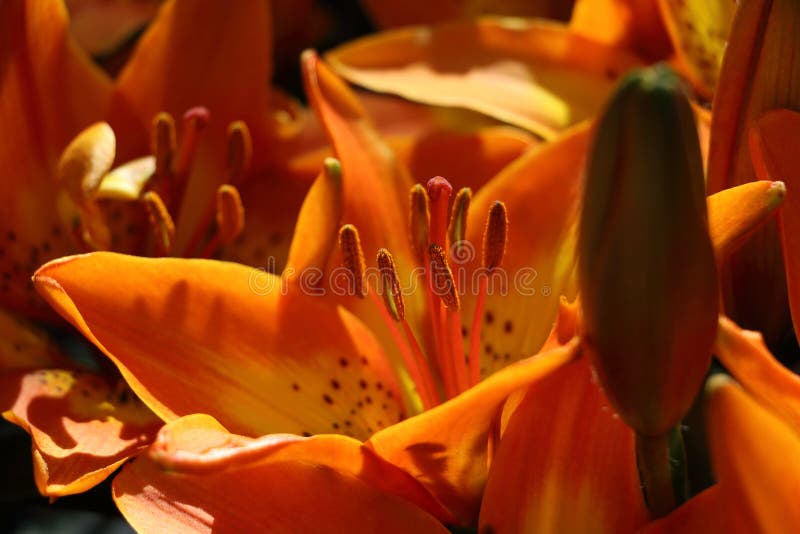 Schöner Lilienblumenabschluß oben in gelb-orangeem lizenzfreie stockbilder Schöner Lilienblumenabschluß oben in gelb-orangeem lizenzfreie stockbilder