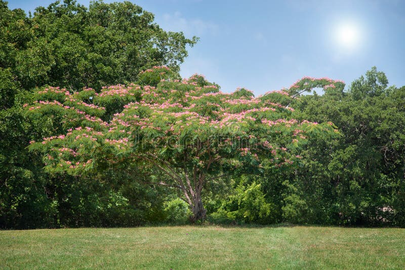Schöner Mimosenbaum in voller Blüte lizenzfreies stockbild