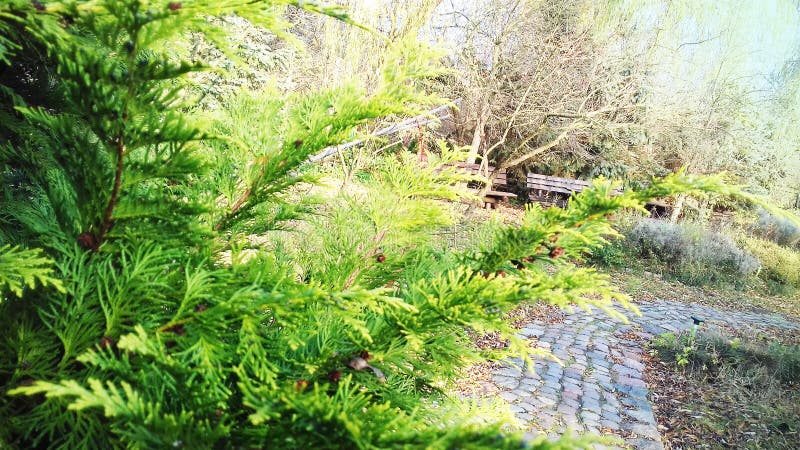 Nadelbaum im Garten stockbild. Bild von hintergrund, nadelbaum 62757641