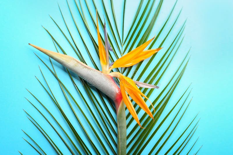 Schöner Paradiesvogel Blume und tropisches Blatt auf Farbhintergrund lizenzfreies stockfoto Schöner Paradiesvogel Blume und tropisches Blatt auf Farbhintergrund lizenzfreies stockfoto