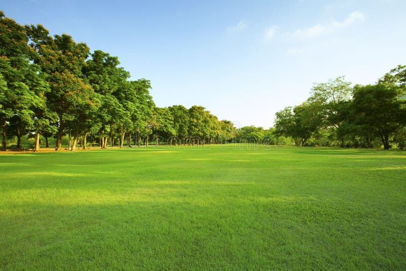 Schöner Park des Morgenlichtes öffentlich mit der grünen Rasenfläche
