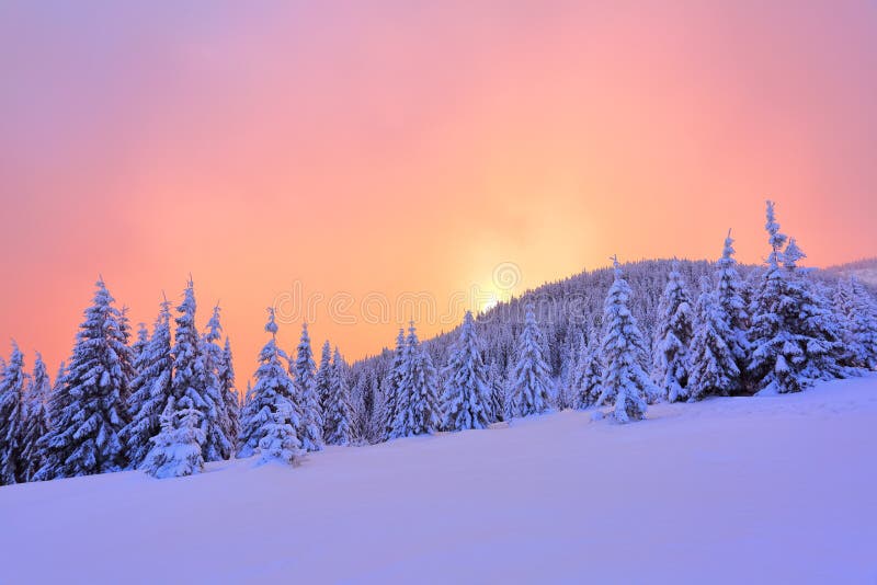 Schöner rosa Sonnenuntergangglanz erleuchtet die malerischen Landschaften mit den angemessenen Bäumen, die mit Schnee bedeckt wer