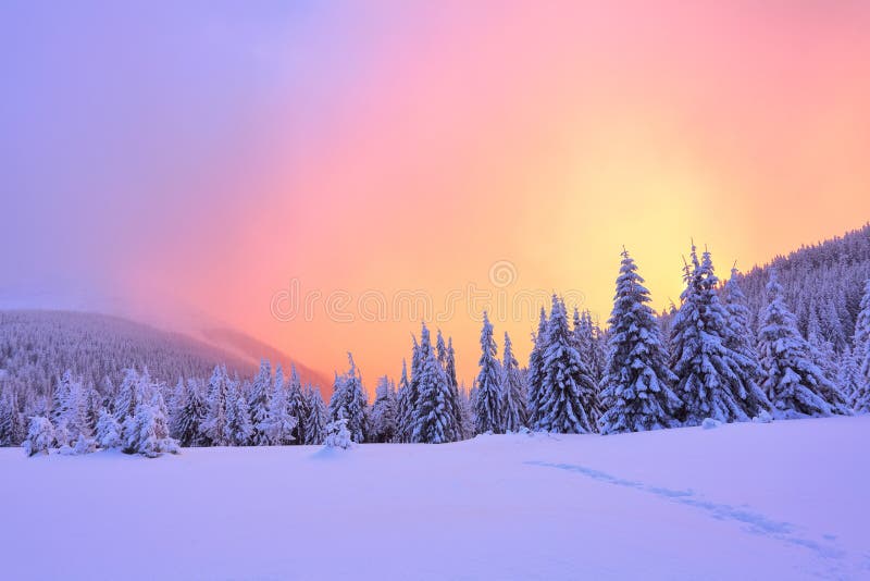 Schöner rosa Sonnenuntergangglanz erleuchtet die malerischen Landschaften mit den angemessenen Bäumen, die mit Schnee bedeckt wer